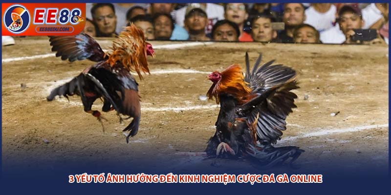 3 yếu tố ảnh hưởng đến kinh nghiệm cược đá gà online