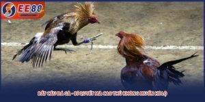 Bắt Cầu Đá Gà - Bí Quyết Mà Cao Thủ Không Muốn Hé Lộ