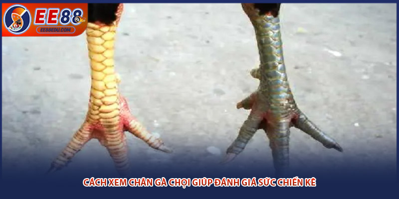 Cách xem chân gà chọi giúp đánh giá sức chiến kê