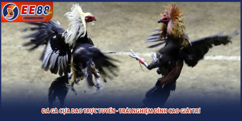 Đá Gà Cựa Dao Trực Tuyến - Trải Nghiệm Đỉnh Cao Giải Trí