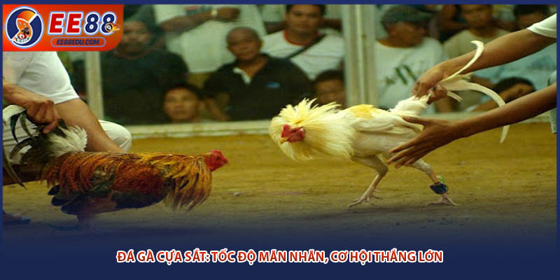 Đá gà cựa sắt: Tốc độ mãn nhãn, cơ hội thắng lớn