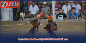 Đá Gà Hàng Xáo EE88: Trận Đấu Đỉnh Cao Nhất 2025