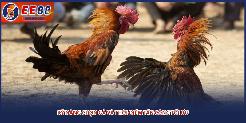 Kỹ năng chọn gà và thời điểm tấn công tối ưu