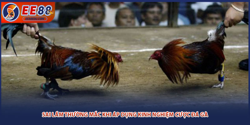 Sai lầm thường mắc khi áp dụng kinh nghiệm cược đá gà